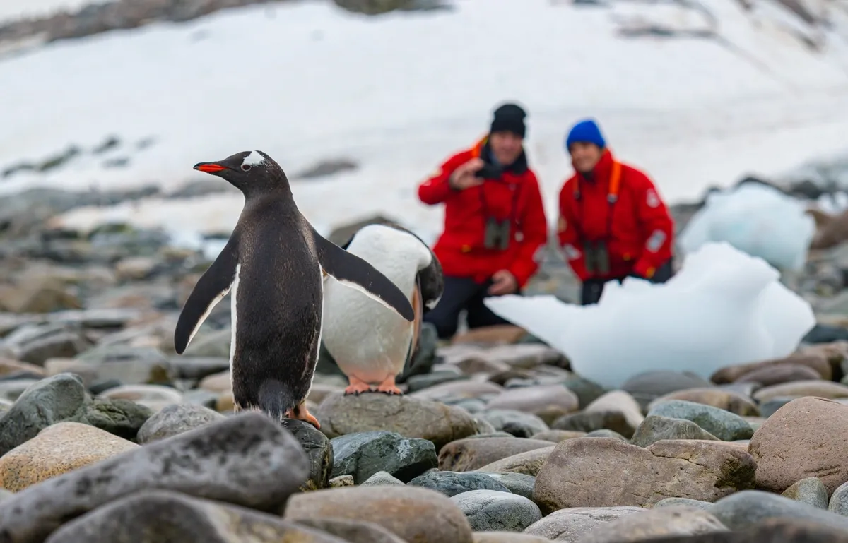 Viking_Cruise_Line_Antarctica_penguin_9a743bbcc1.webp